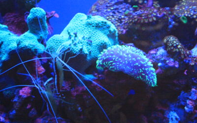 Alive and fluorescing… coral